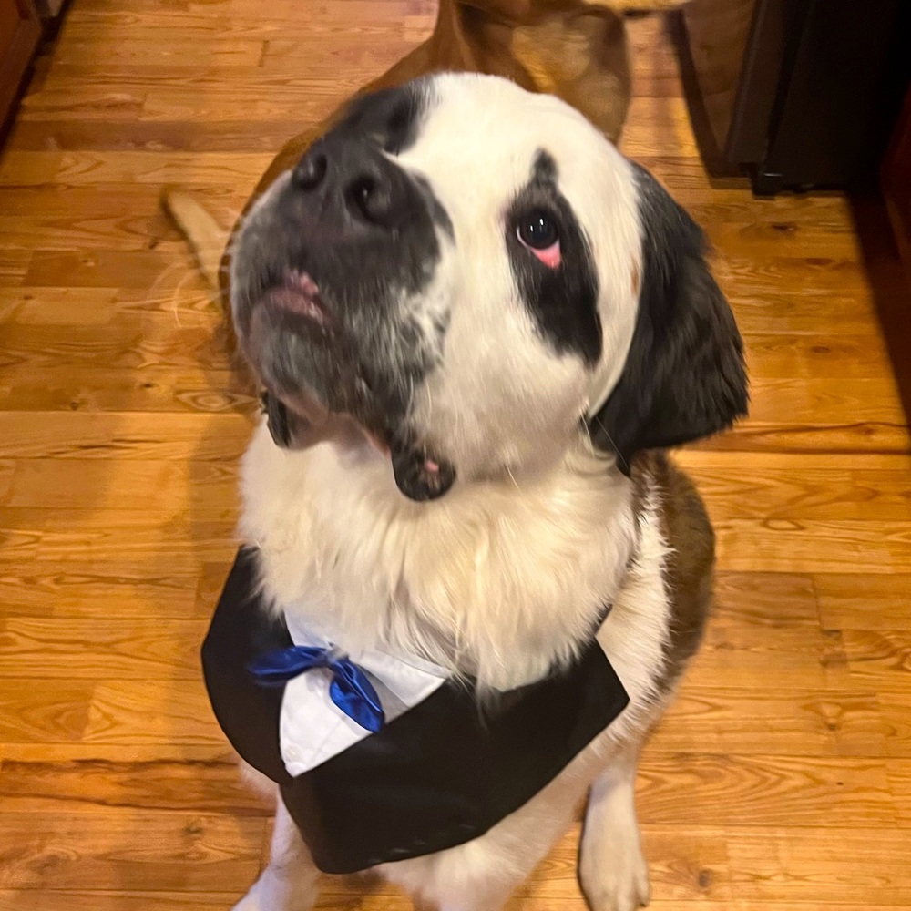 Dog Tux Blue or Red